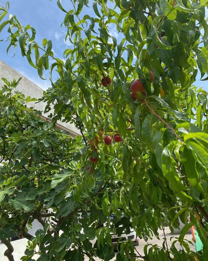 Apartmani Zelenika تْشيرسيك نوفي المظهر الخارجي الصورة