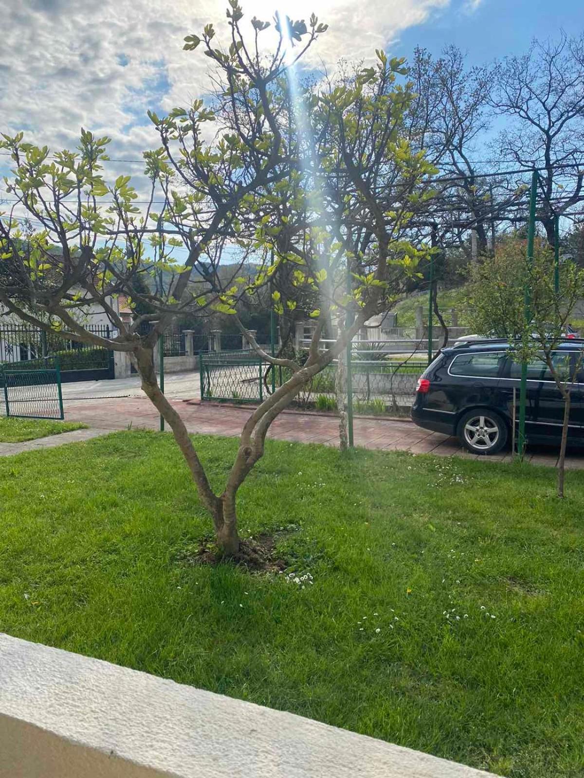 Apartmani Zelenika تْشيرسيك نوفي الغرفة الصورة